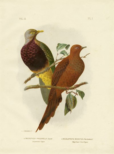 Large-Tailed Pigeon or Brown Cuckoo-Dove by Gracius Broinowski